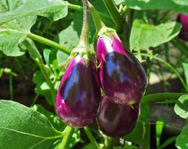 Как высаживать томаты, перцы и баклажаны в открытый грунт: секреты успешного урожая