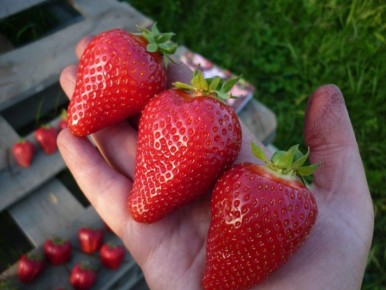 ������� ��������, ������� ����� �������� ������: ���-16 ������