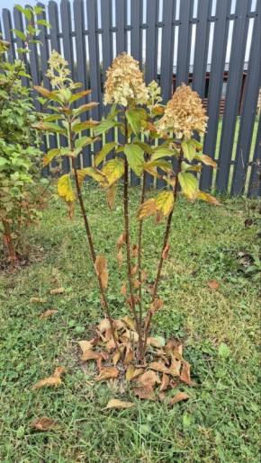 Как правильно обрезать гортензию: секреты ухода за растением