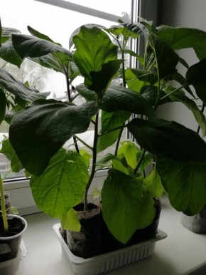 ����������� ����� ������ �������: �� ������ �� �������