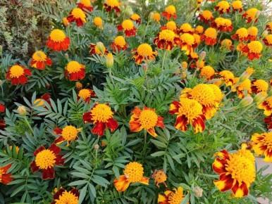 ��� ��������� ��������� ����������� � �������: ������ � ������������