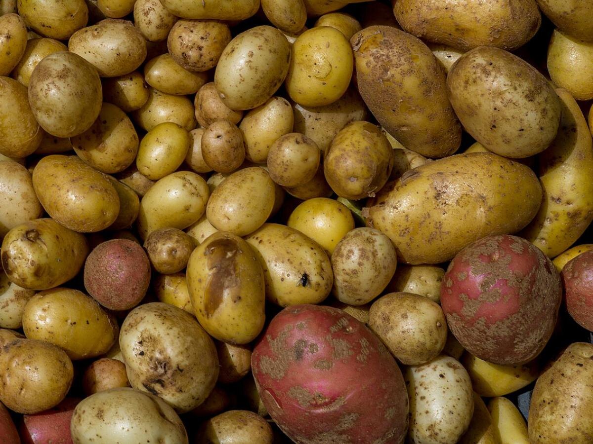 Ошибки, которые могут испортить ваш картофельный урожай