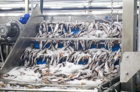 Дальневосточные рыбаки поймали почти 700 тысяч тонн минтая с начала года