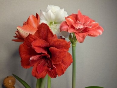 Секреты цветения гиппеаструмов: синхрон или долгожданное ожидание?