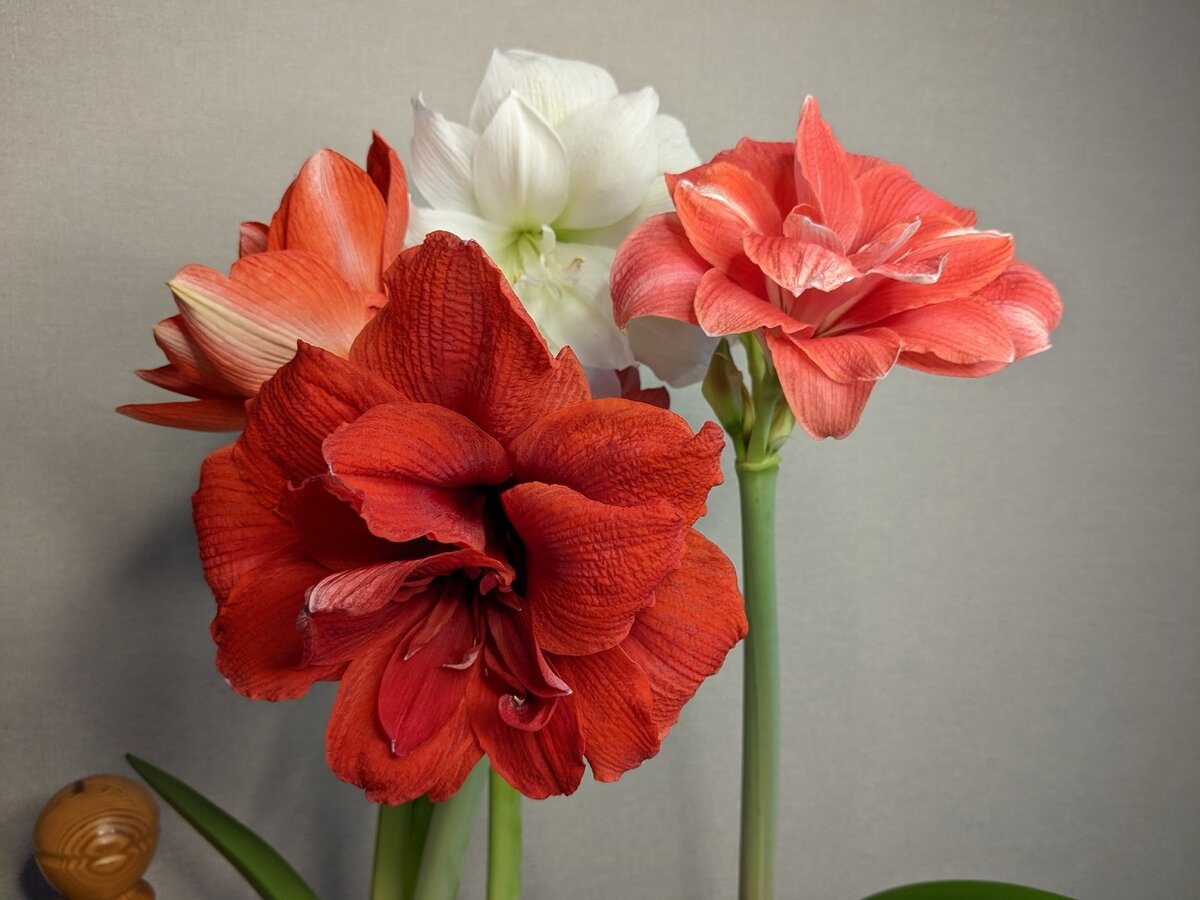 Секреты цветения гиппеаструмов: синхрон или долгожданное ожидание?