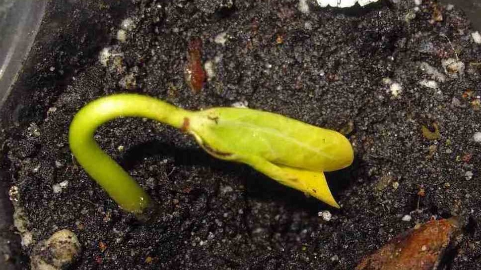 Как вырастить хурму в домашних условиях: три ключевых открытия