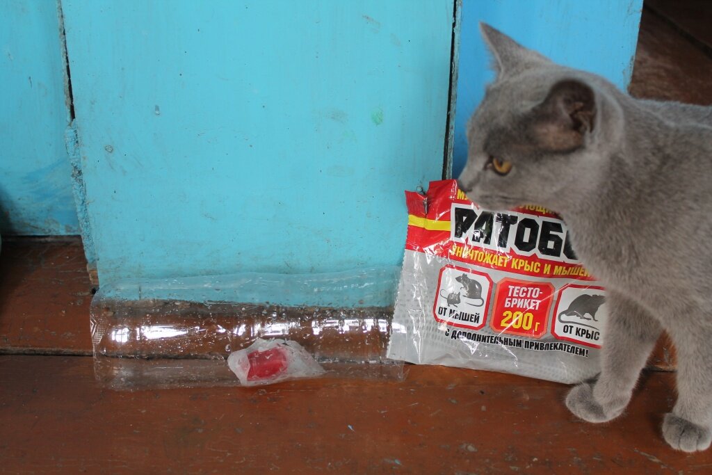 Эффективные способы ловли мышей в доме и квартире