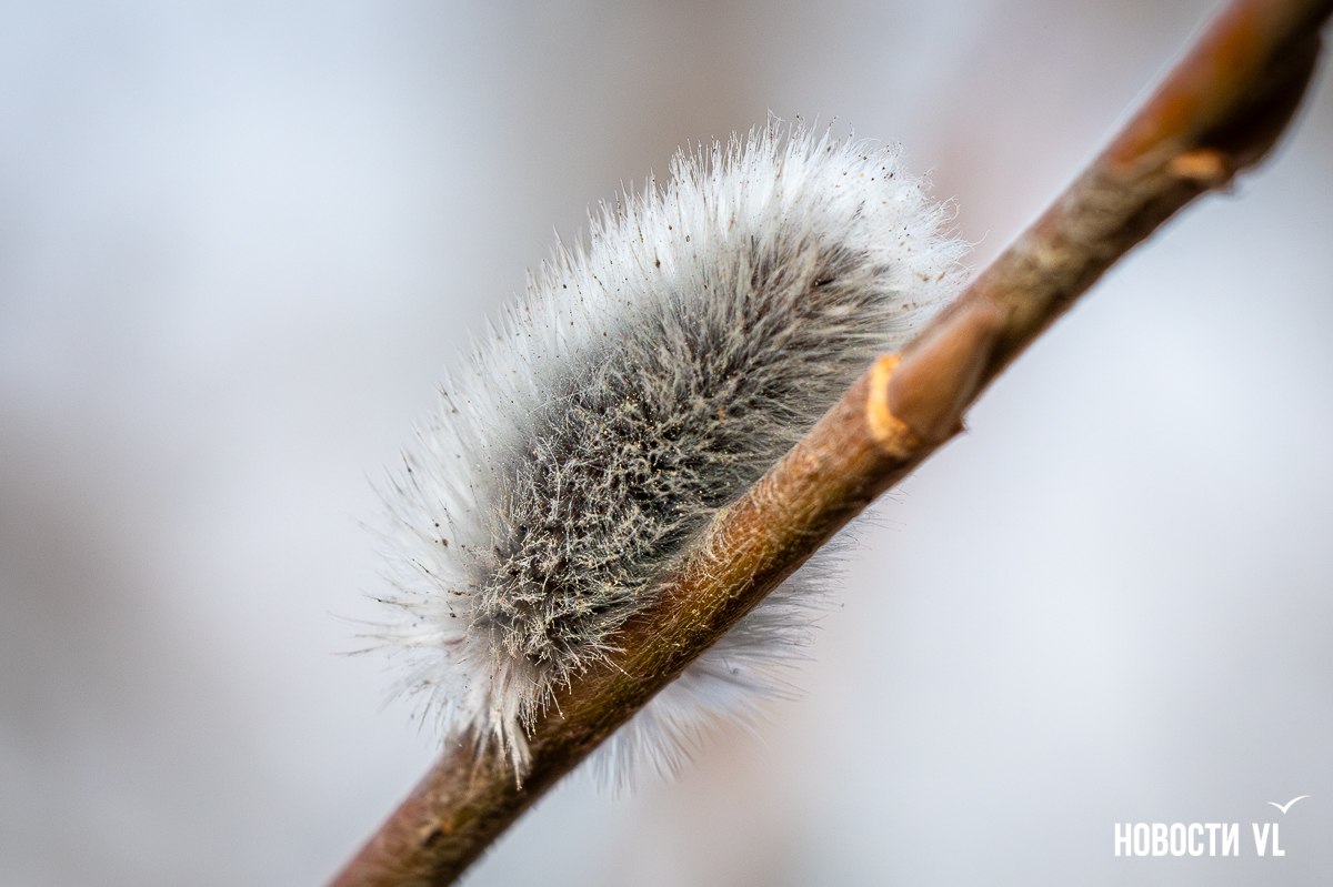 Доброе утро! В воскресенье, 22 марта, во Владивостоке облачно, во второй половине дня небольшой, вечером умеренный дождь