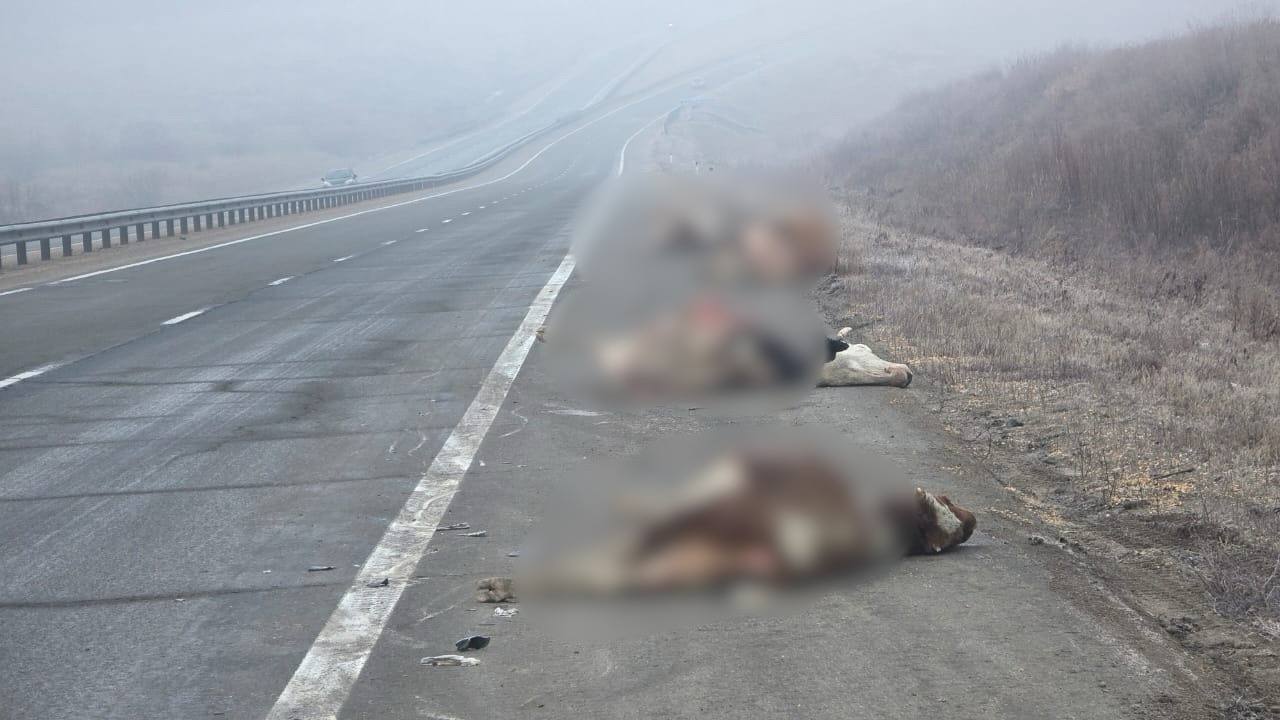 В Приморье сотрудники Госавтоинспекции установили обстоятельства наезда большегруза на стадо коров В Приморье сотрудники Госавтоинспекции установили обстоятельства наезда большегруза на стадо коров