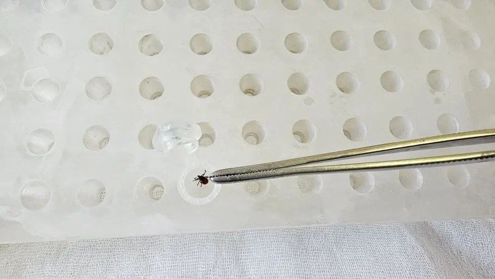 В Приморье проснулись клещи