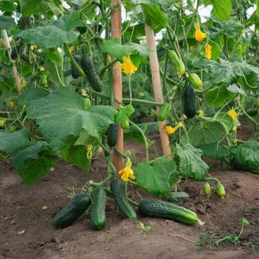 ������ ����� ������� 2026 ���� ��� ������ ����