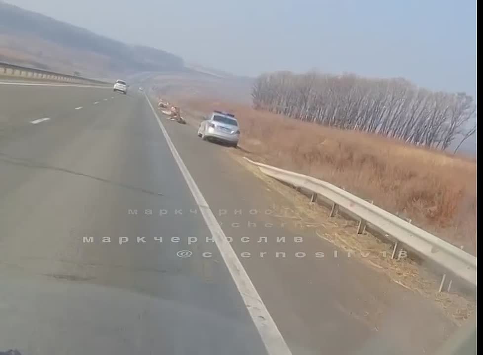 Ночью в Приморье стадо коров в тумане попало под грузовик