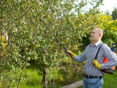 Секреты успешного опрыскивания сада: что и когда нужно знать