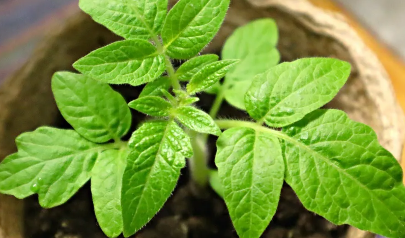 Как эффективно посадить рассаду в апреле: советы для успешного роста