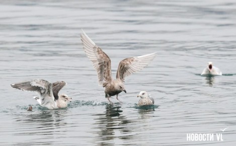 ������ ����, �����������. ���� ���������� ����������