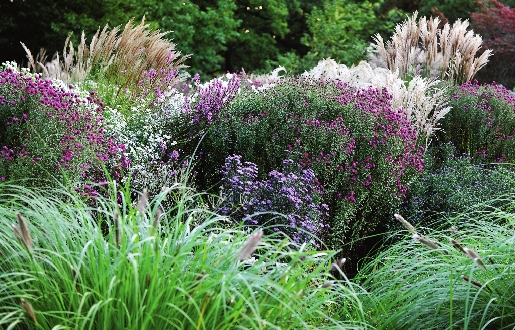 Злаковые травы: как их использовать в саду круглый год