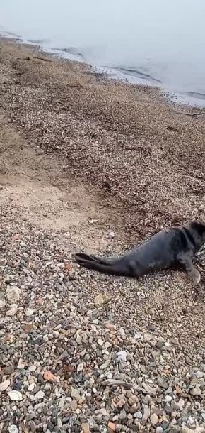 ������ ����� ���������� �� ��������� � ��������