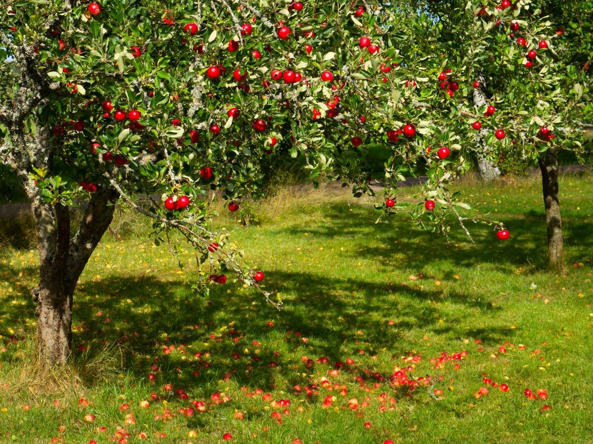 Как органические удобрения преображают плодовые деревья