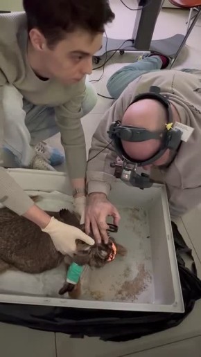 В Тихоокеанском государственном медуниверситете завершен первый этап эксперимента по восстановлению зрительного нерва