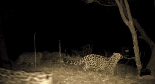 ��������� ��������-��������� ������ ������� ������ �� ����� ����� ���������, ������� �����, � �������� ������ ��������