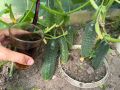 Огурцы, которые снова зацветут: 5 натуральных подкормок