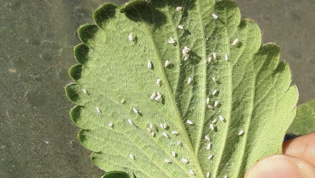 Как избавиться от белокрылки на клубнике: эффективные методы борьбы