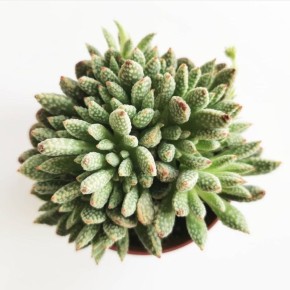 ������ ����������: ������������� ���������, ����������� ����� ���