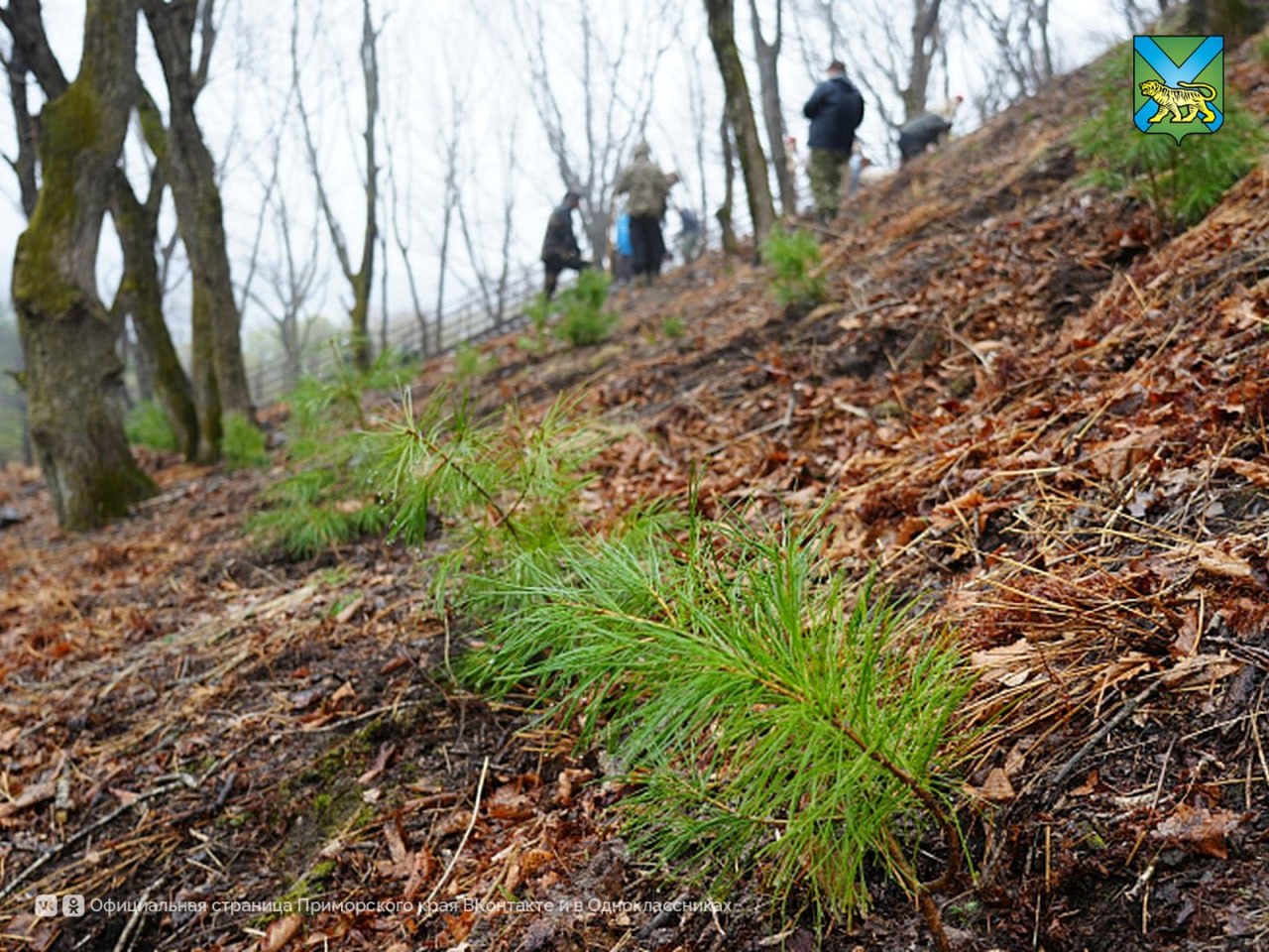 Десятки тысяч молодых деревьев передаст для озеленения городов и посёлков минлесхоз Приморья