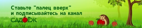 Необычные секреты выбора горшка для спатифиллума, чтобы цветение стало возможным