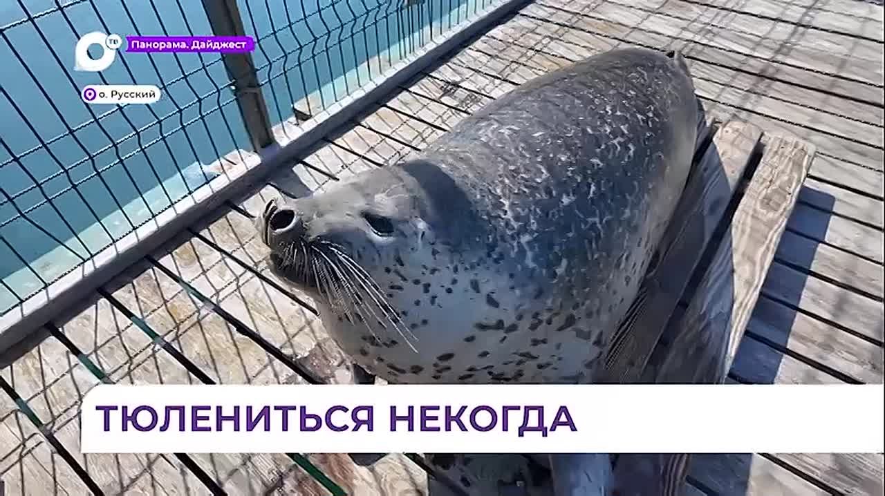 В Приморском океанариуме ларги сложа ласты не сидят
