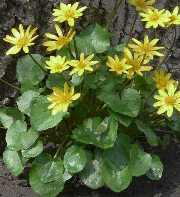 Чистяк весенний: лекарственное растение с яркими цветами и полезными свойствами