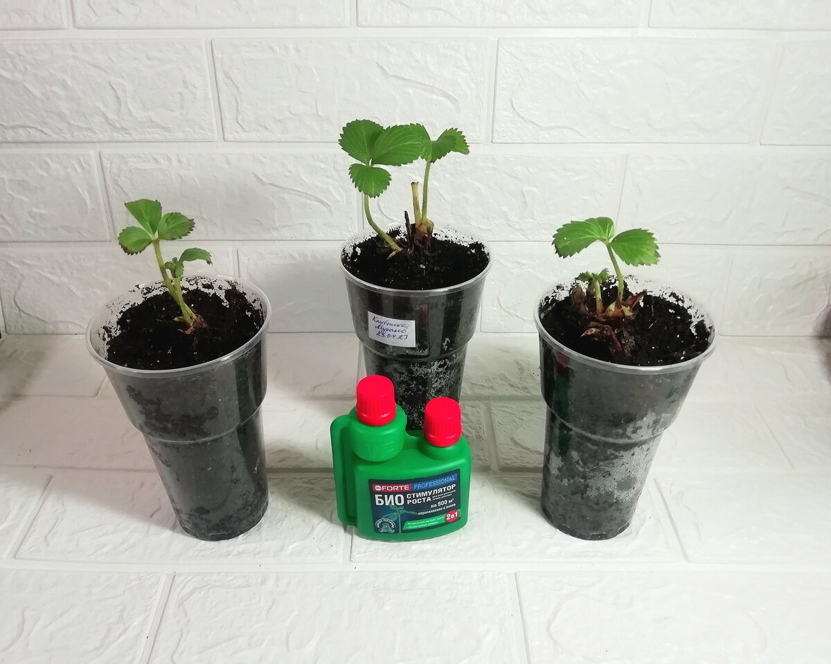 Успех после неудачи: клубника фриго прижилась благодаря стимуляторам