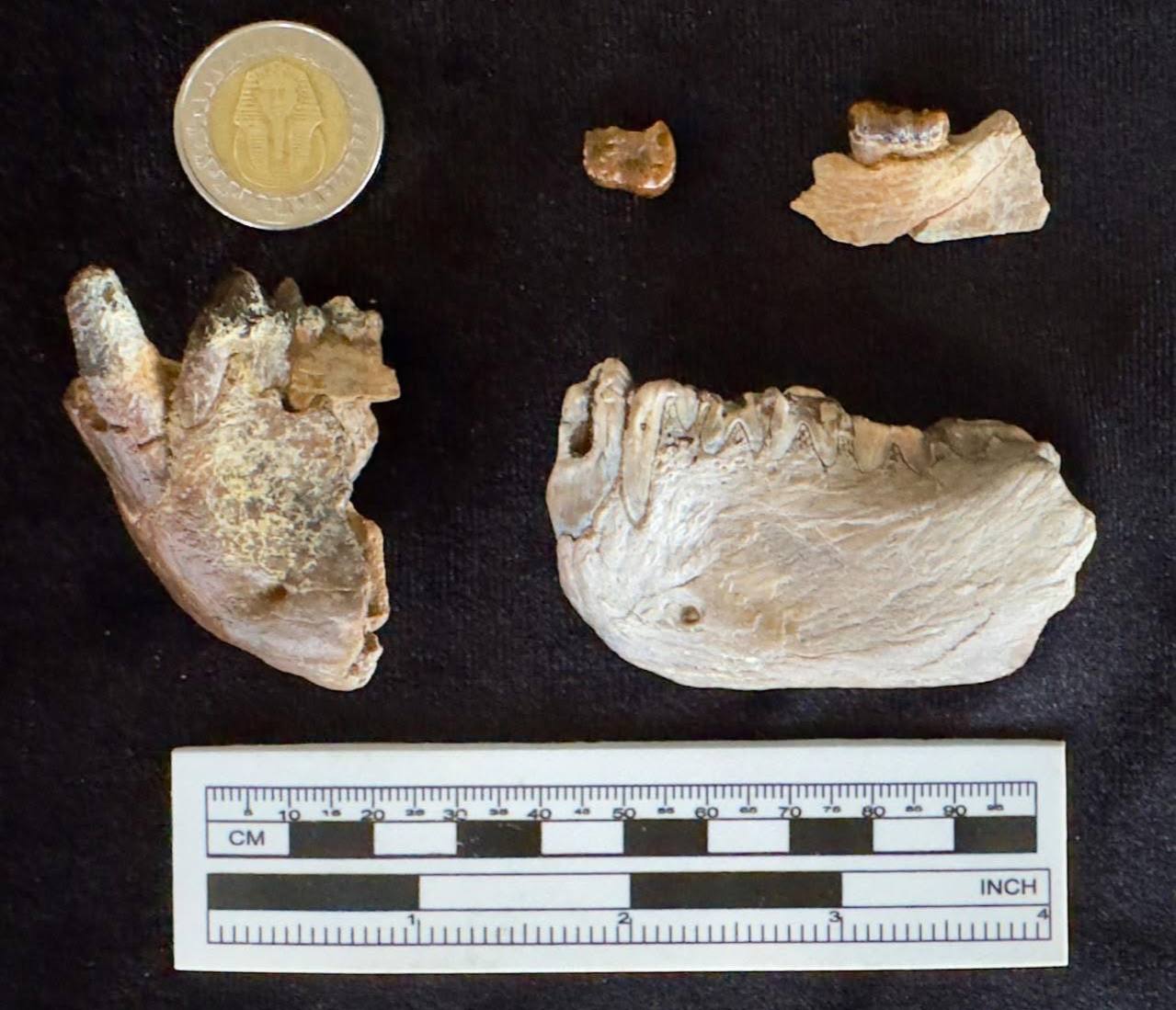 В Египте антропологи обнаружили останки неизвестного ранее рода человекообразных приматов (гоминид), возраст которых превышает примерный возраст останков гоминид, найденных в Восточной Африке