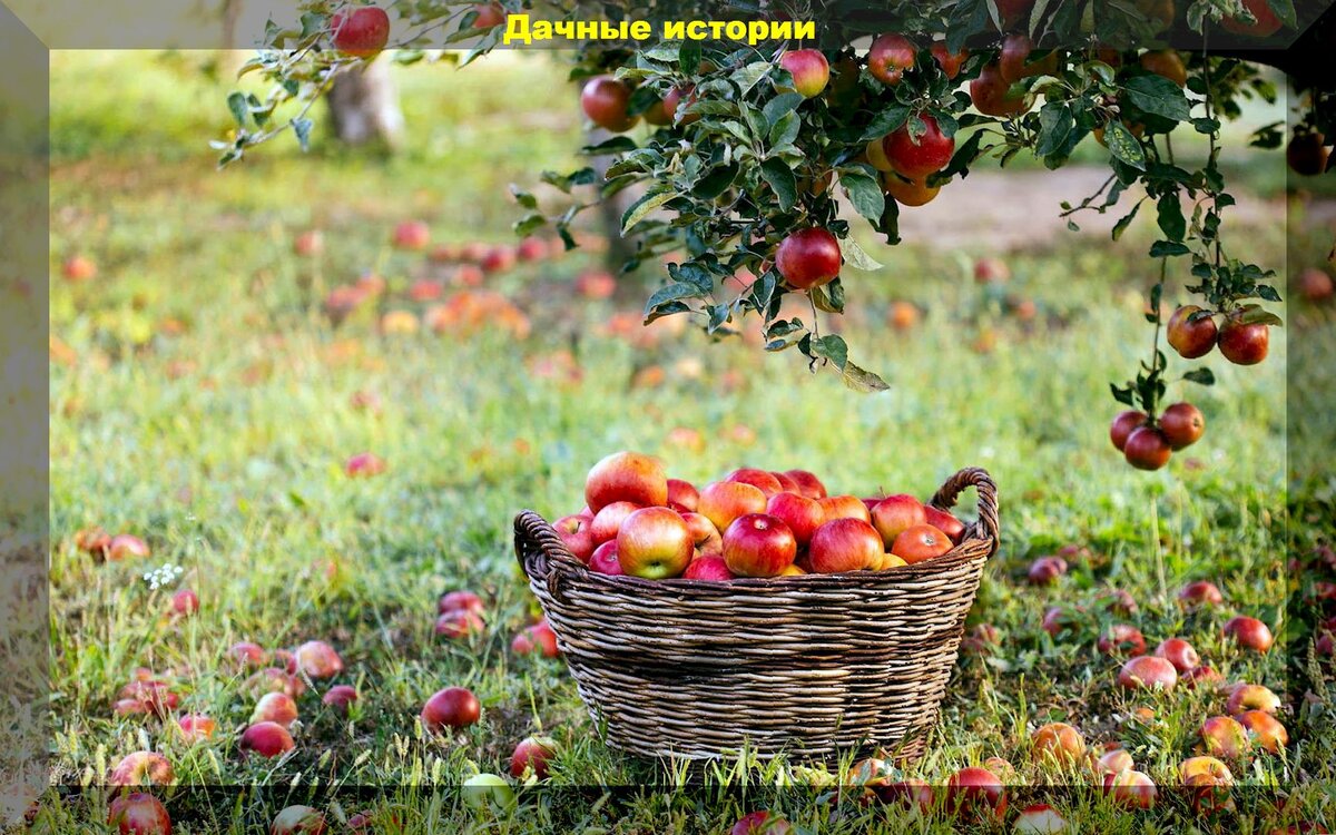 Зеленые герои: почему стоит сеять сидераты на даче