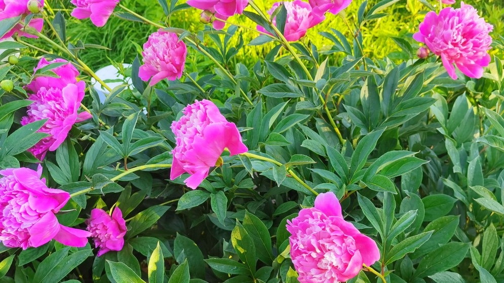 Как весной правильно подкормить пионы, чтобы увеличить бутончики в полтора раза