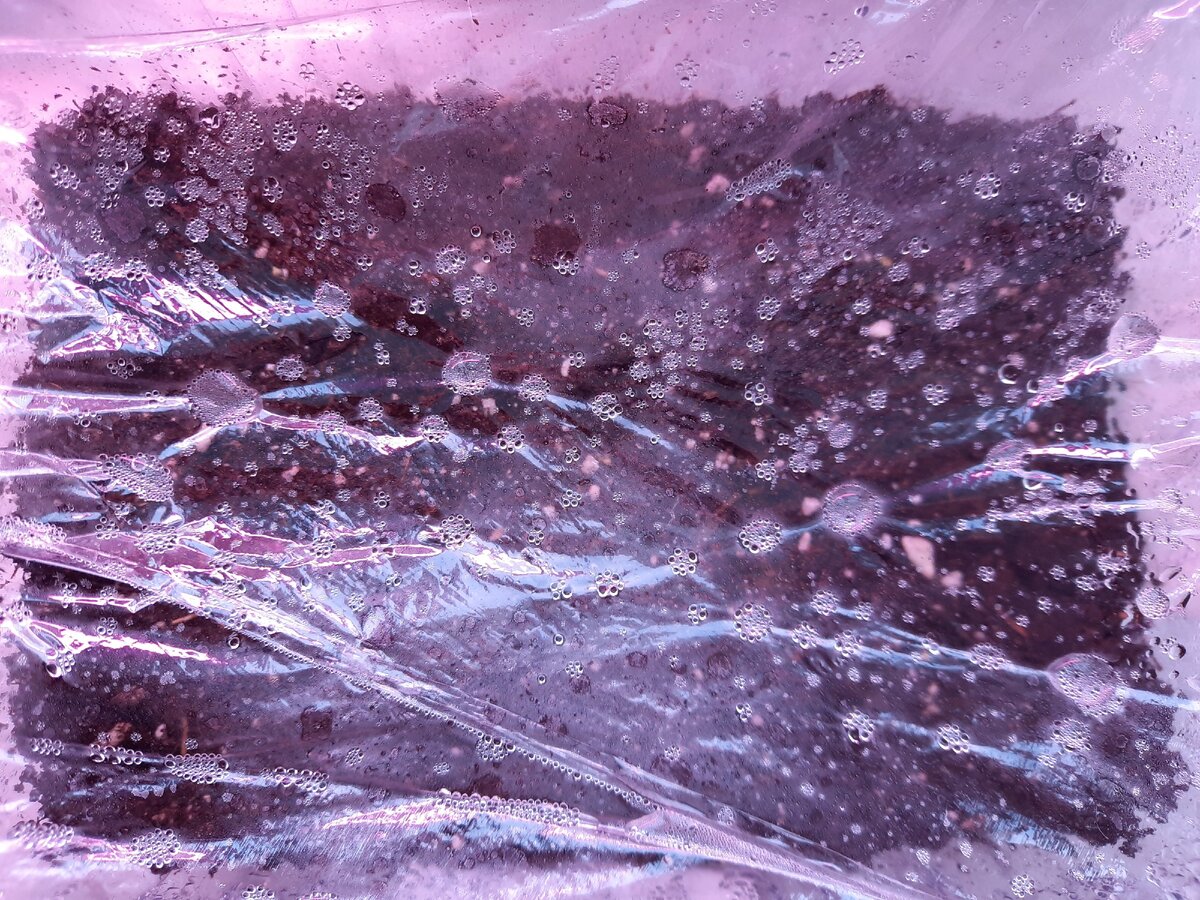 Уход за сеянцами петунии: советы и распространенные проблемы