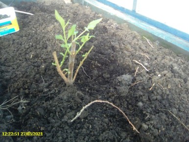 Как прогулка в сад обернулась удачным днем