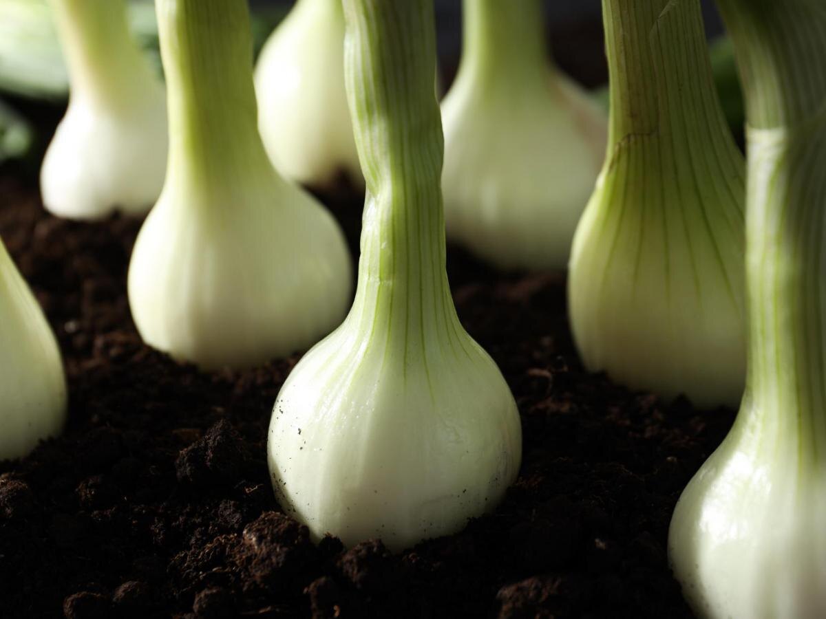 Как правильно собрать лук: секреты успешного урожая