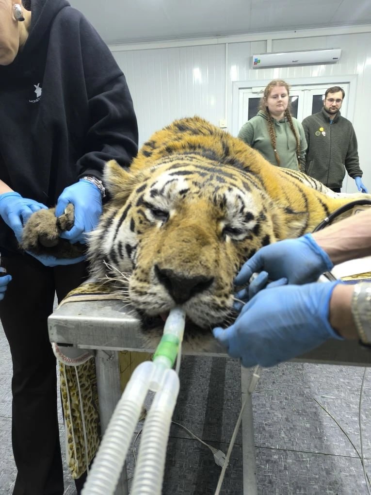 Раненого амурского тигра, который держал в страхе село в Приморье, поймали