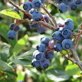 ������ �������� �� ������ �������? �������� �������