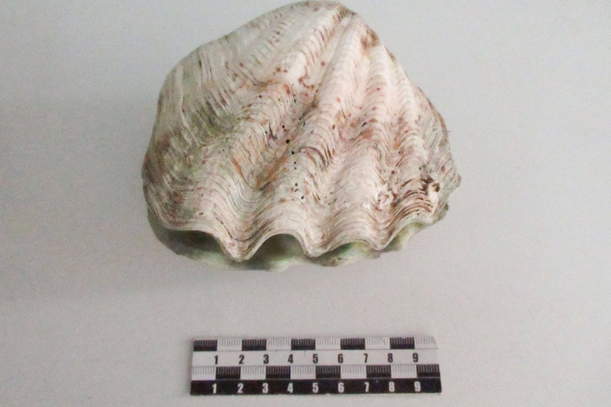 1 Россиянин нашел на пляже в Таиланде огромную раковину, но таможня изъяла ее при въезде в РФ