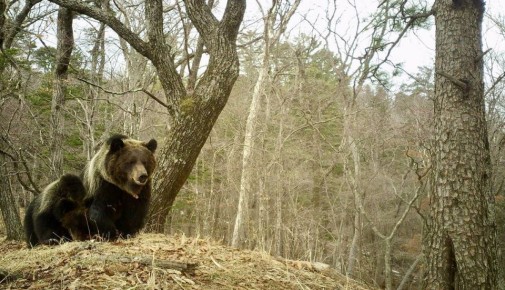 Косолапое семейство попало на камеру в Приморье