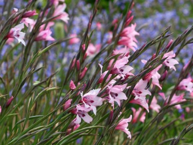 Как избежать распространенных ошибок при посадке гладиолусов