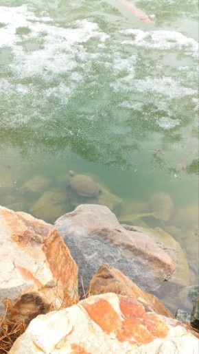 �� ������������ ���������� ���������