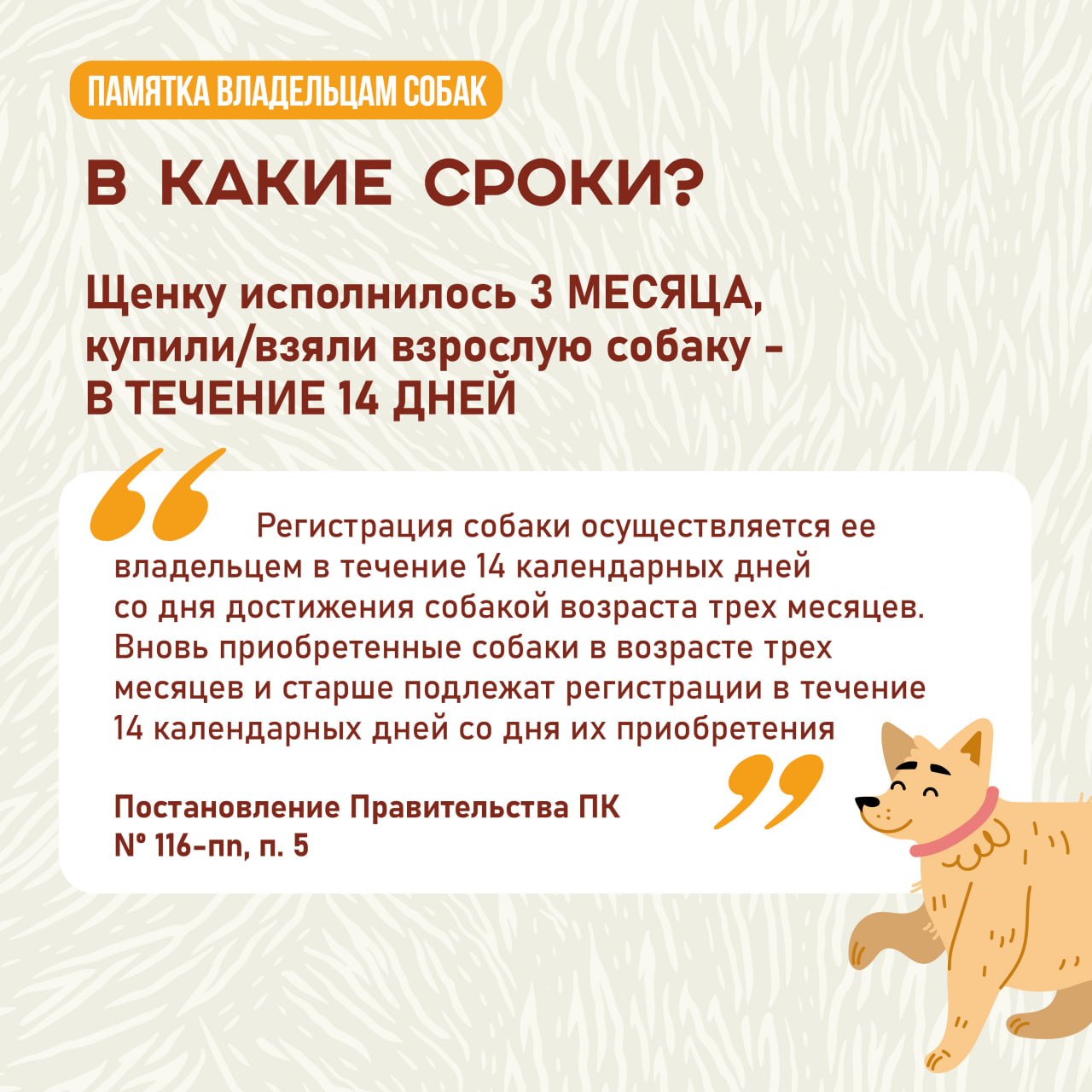 А у вас дома живет собака? Тогда вам нужно ее зарегистрировать! А у вас дома живет собака? Тогда вам нужно ее зарегистрировать!
