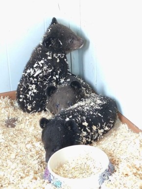 Двоих брошенных гималайских медвежат нашли в коробке в Чугуевском округе Приморья