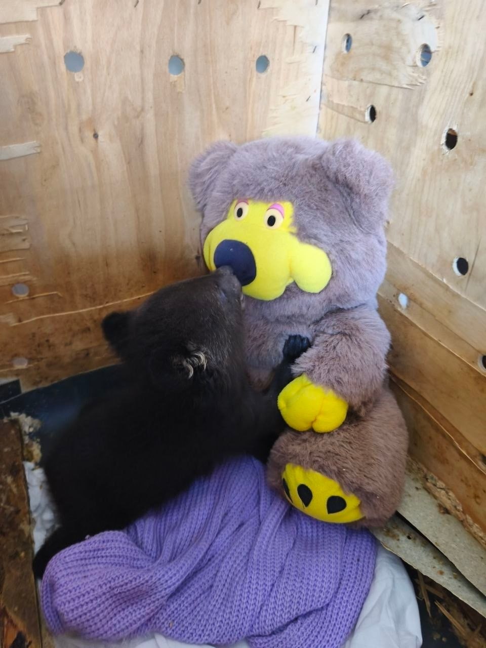 Двух гималайских сирот-потапычей нашли в коробке в Приморской крае Двух гималайских сирот-потапычей нашли в коробке в Приморской крае