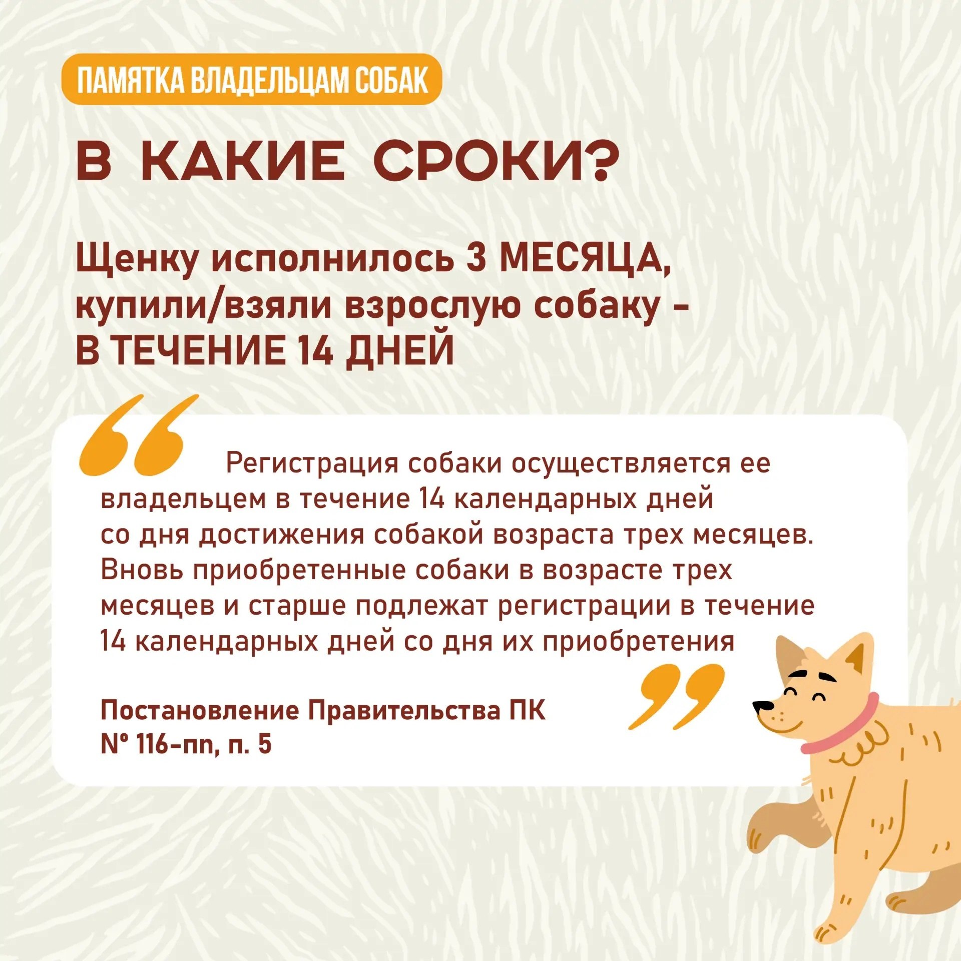 А у вас дома живет собака? Тогда вам нужно ее зарегистрировать! А у вас дома живет собака? Тогда вам нужно ее зарегистрировать!