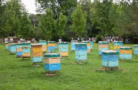 В Приморском крае проведена оцифровка сведений о более чем 900 пчелиных хозяйствах