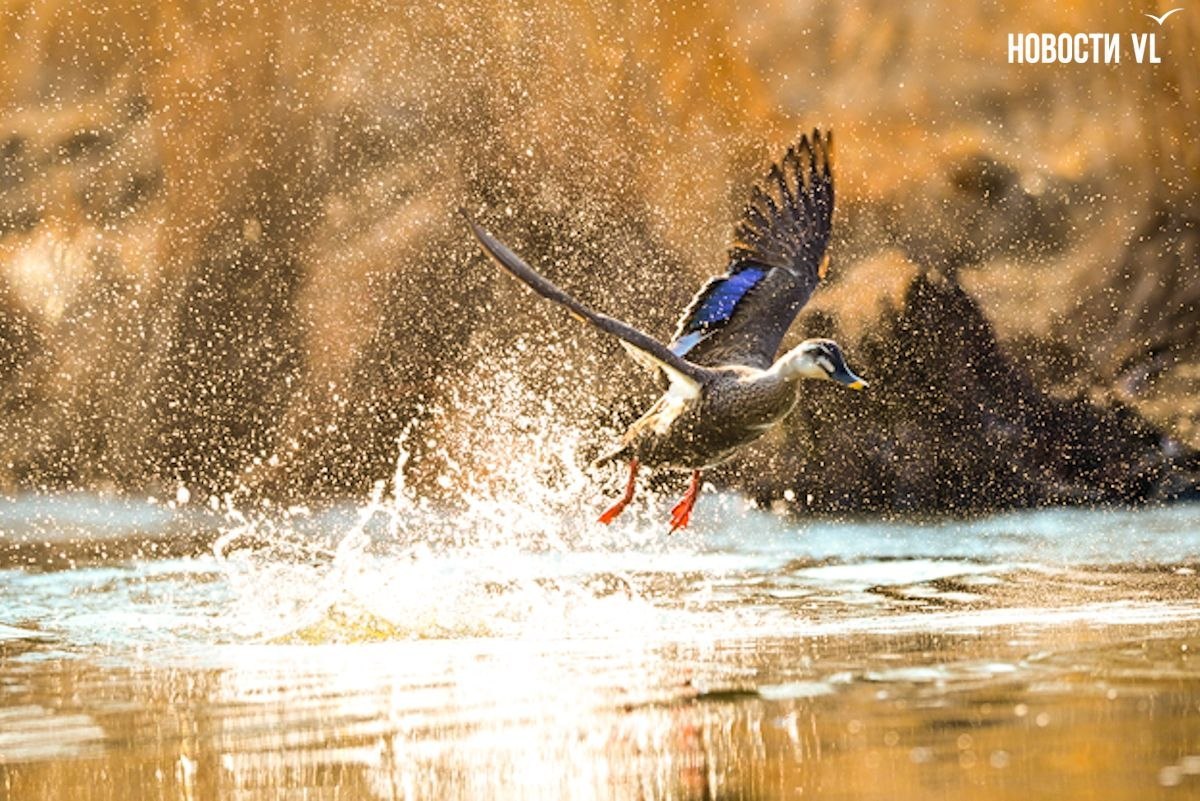 Наступила весна и в протоке Солёной снова появились утки-мандаринки Наступила весна и в протоке Солёной снова появились утки-мандаринки